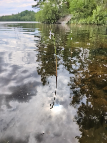 Water Lobelia