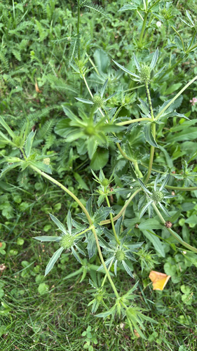 Наблюдение на iNaturalist