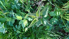 Urtica dioica