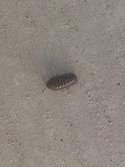 Armadillidium vulgare