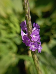 Stachytarpheta indica