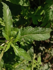 Stachytarpheta indica, photograph (c) Gustavo Heleno Ferreira, some rights reserved (CC BY)