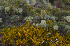 Phoradendron pauciflorum