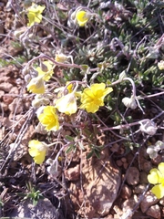 Helianthemum oelandicum orientale