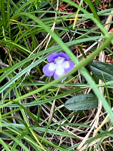 Pinguicula leptoceras