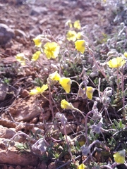 Helianthemum oelandicum orientale