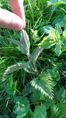 Urtica dioica