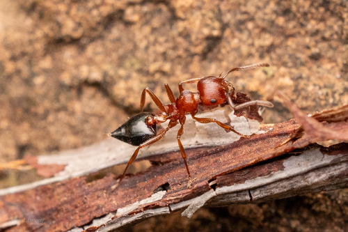 Crematogaster perelegansCrematogaster perelegans