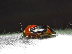 Neocapsus cuneatus