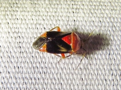 Neocapsus cuneatus