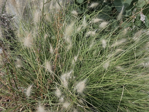 Cenchrus longisetus, photograph 5