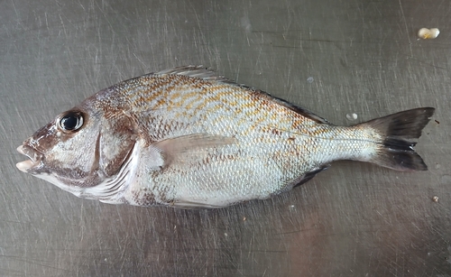 Brassy grunt (Orthopristis chalceus) — Haemulidae — 3