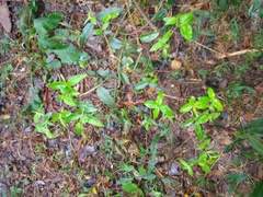 Blepharocalyx salicifolius