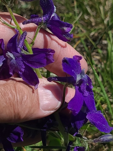 Delphinium bicolor, photograph 2