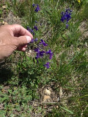 Delphinium bicolor