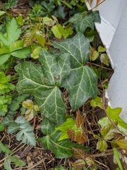 Hedera helix