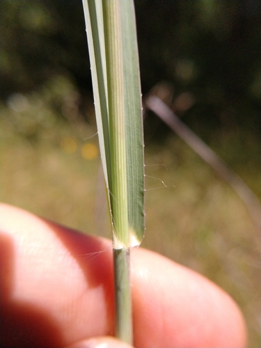 Panicum coloratum