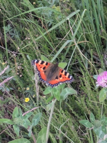 Small Tortoiseshell