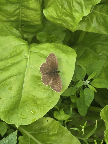 Ringlet