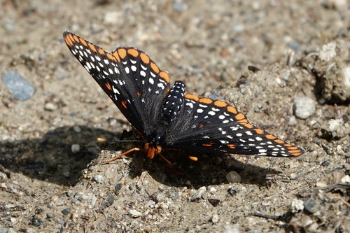 Baltimore Checkerspot