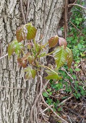 Toxicodendron radicans
