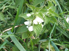 Lamium album