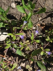 Collinsia parviflora, photograph author not stated, no rights reserved