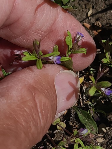 Collinsia parviflora, photograph 2