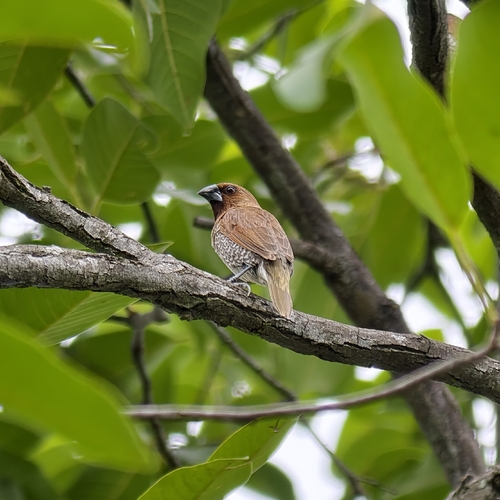 Scaly-breasted Munia (Indochinese)