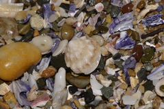 Bellastraea squamifera