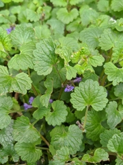 Glechoma hederacea