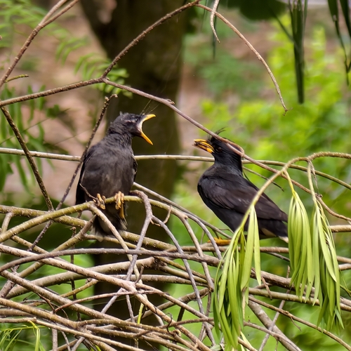 Great Myna