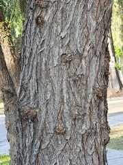 Salix chilensis