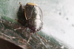 Legnotus limbosus