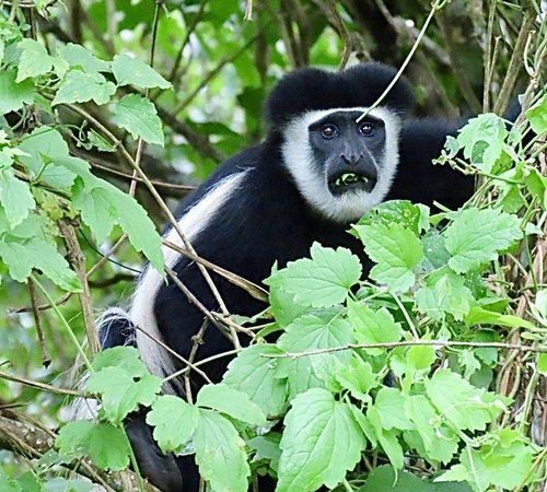 Mount Kilimanjaro Guereza