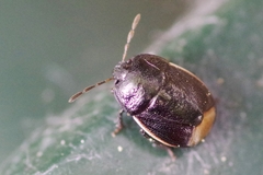 Legnotus limbosus