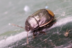 Legnotus limbosus