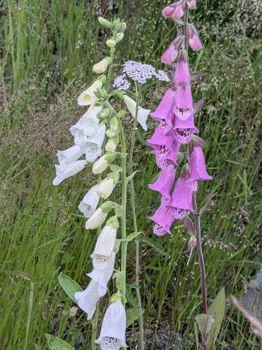 purple foxglove