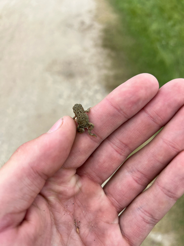 Canadian Toad