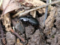 Abax carinatus