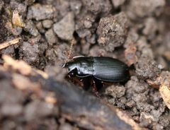 Harpalus atratus