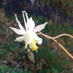 Aquilegia micrantha