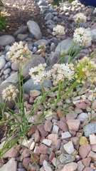 Allium amplectens