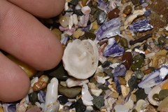 Bellastraea squamifera