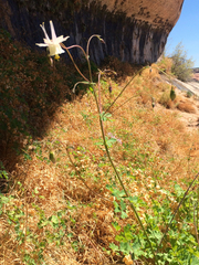 Aquilegia micrantha
