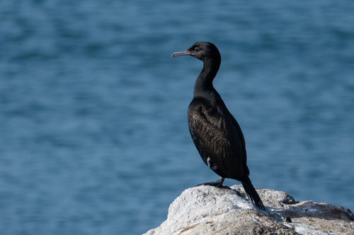iNaturalist: (c) cmmteixeira, some rights reserved (CC BY-NC), uploaded by cmmteixeira iNaturalist image