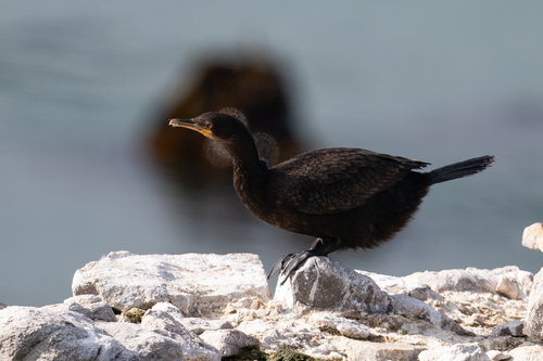 iNaturalist: (c) cmmteixeira, some rights reserved (CC BY-NC), uploaded by cmmteixeira iNaturalist image