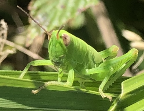 Mecostethus parapleurus