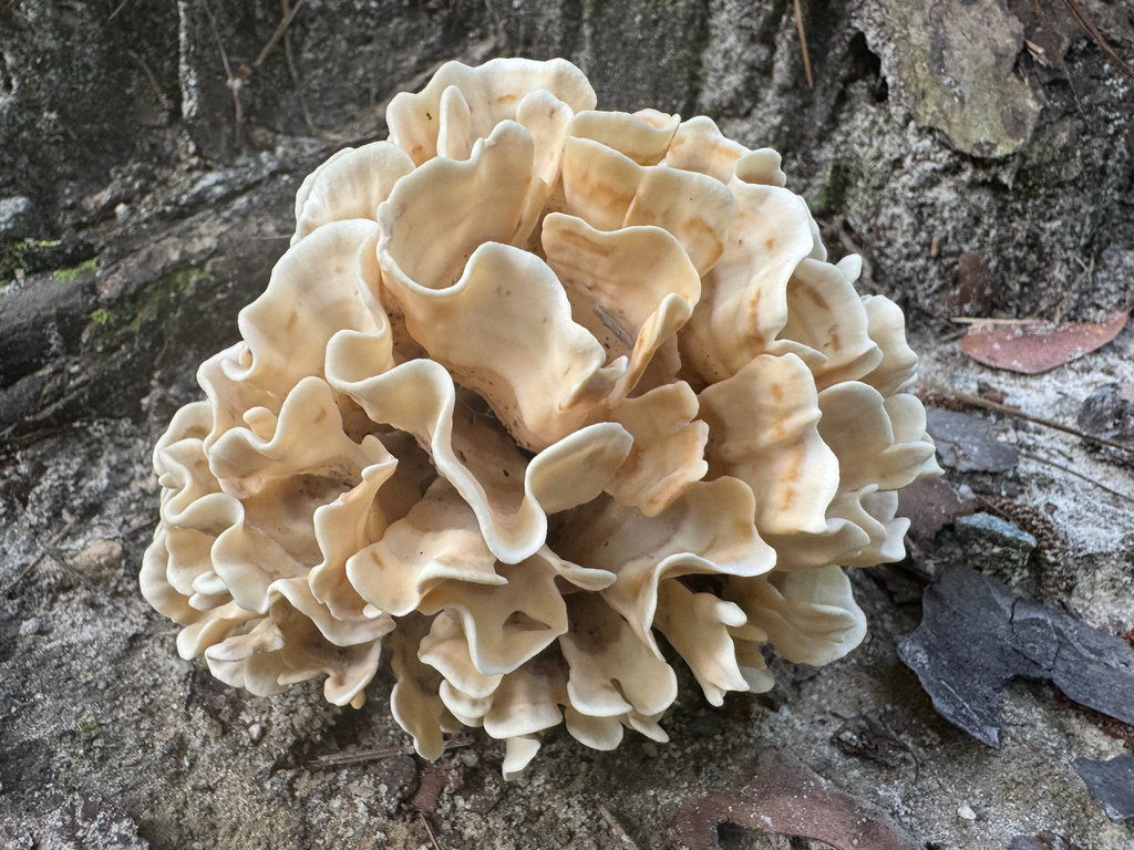 Eastern cauliflower mushroom · July 2026 · photo: Photo: no rights reserved · iNaturalist