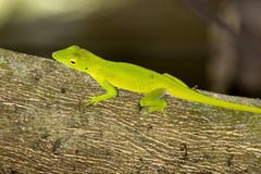 Anolis garmani
